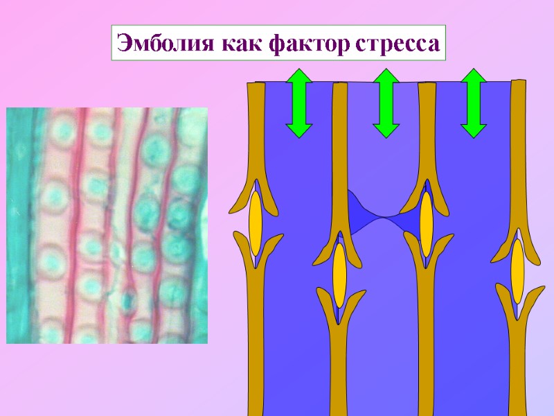 Эмболия как фактор стресса